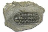 Detailed Austerops Trilobite - Ofaten, Morocco #372441-3